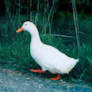 nice duck